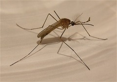 mosquito